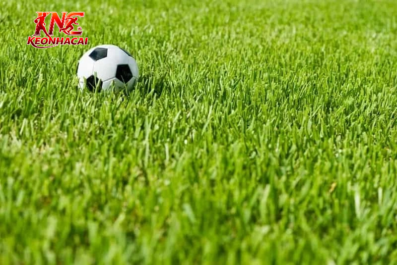 Cách chơi kèo rung tại kèo nhà cái
